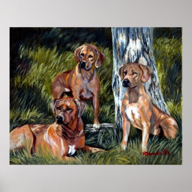 Affiches Rhodesian Ridgebacks Portrait de chien (Devant)