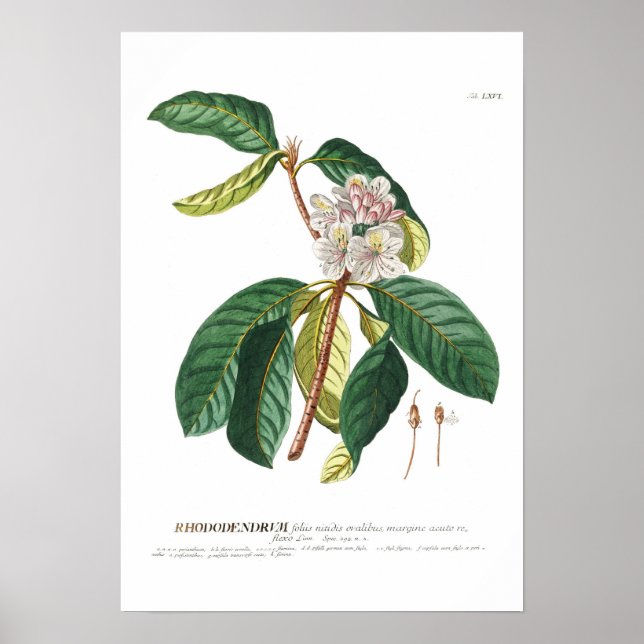 Affiches Rhododendron (Devant)