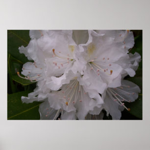Affiches Rhododendron blanc en fleurs