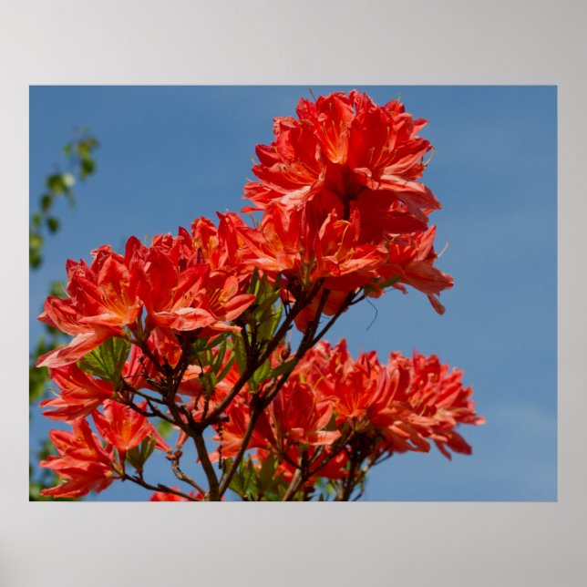 Affiches "Rhododendron orange" (Devant)