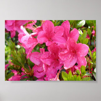 Affiches Rhododendron rose