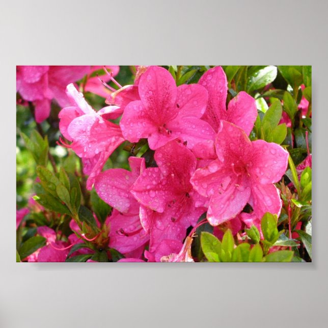 Affiches Rhododendron rose (Devant)