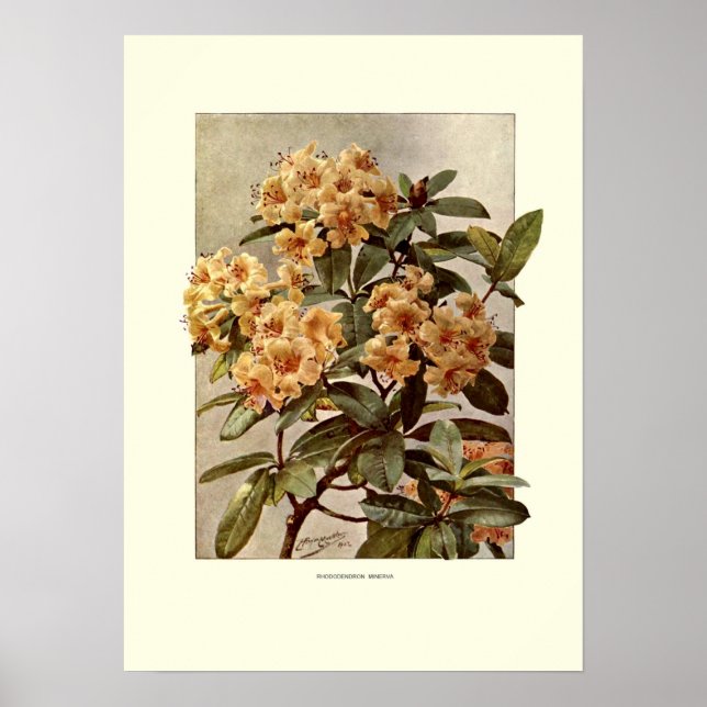 Affiches Rhododendron var minerva (Devant)