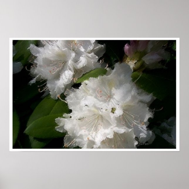 Affiches Rhododendrons blancs doux (Devant)