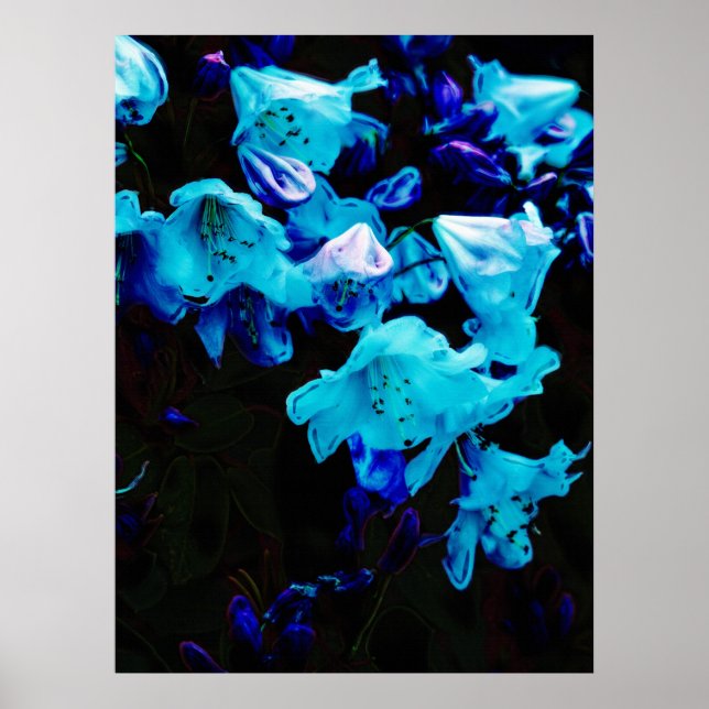 Affiches Rhododendrons en bleu, floral, fleurs bleues (Devant)