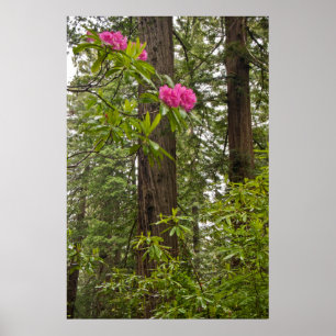 Affiches Rhododendrons en fleurs avec des séquoias côtiers