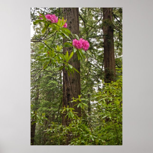 Affiches Rhododendrons en fleurs avec des séquoias côtiers (Devant)
