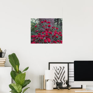 Affiches Rhododendrons Rouge Profond Photographie Florale