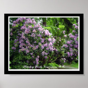 Affiches Rhododendrons violets