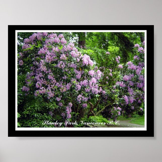 Affiches Rhododendrons violets (Devant)