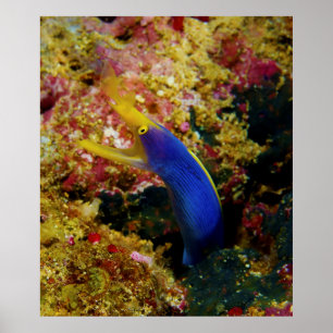 Affiches Ribbon Eel Rhinomuraena Quaesita Bernis Eel