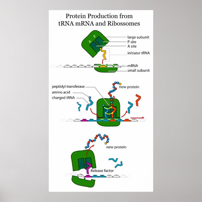 Affiches Ribosome de l'ARNt dans la traduction protéique (Devant)