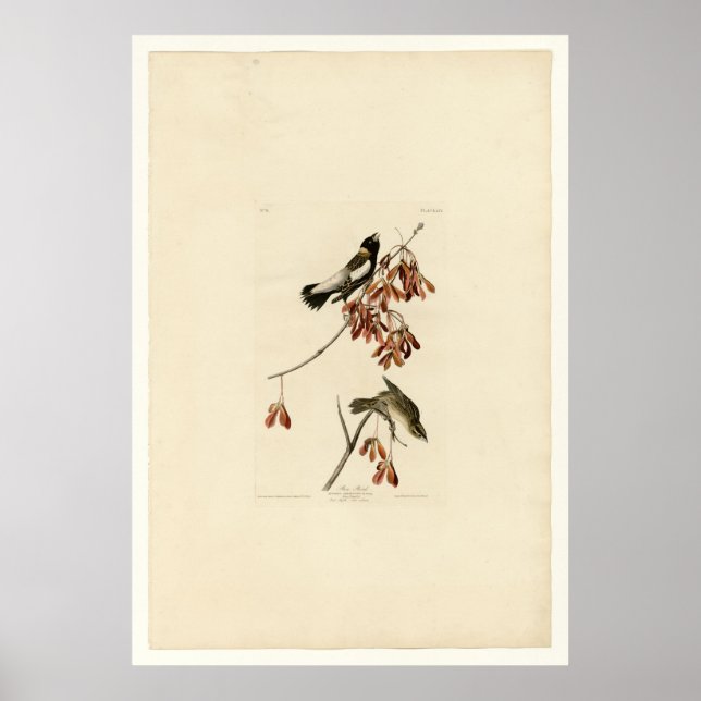 Affiches Rice Bird (Devant)