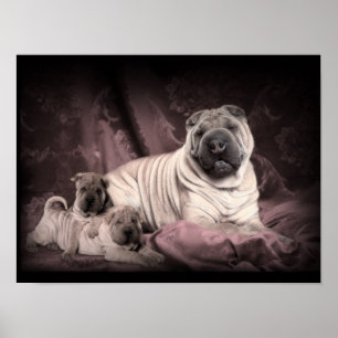 Affiches Rides vintages de Shar Pei de Chinois, chiots
