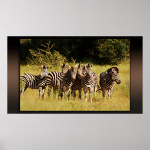 Affiches Right at You - zebras safari faune