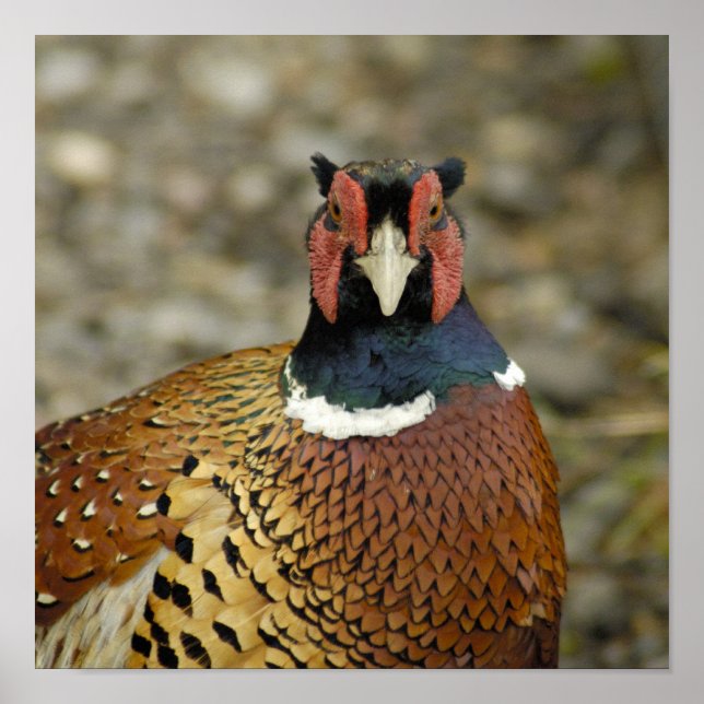 Affiches Ring Pheasant (Devant)