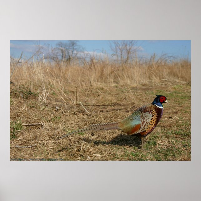 Affiches Ringneck Pheasant (Devant)