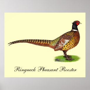 Affiches Ringneck Pheasant Rooster