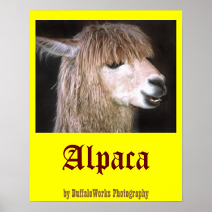 Affiches Ringo l'affiche d'Alpaca