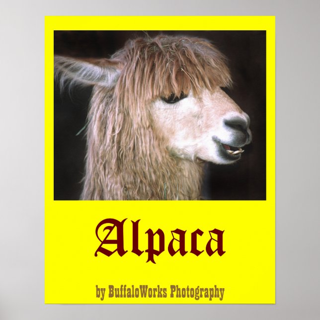 Affiches Ringo l'affiche d'Alpaca (Devant)