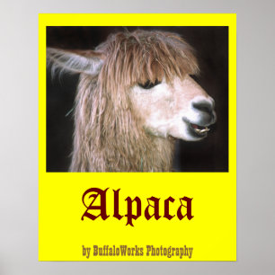 Affiches Ringo l'affiche d'Alpaca