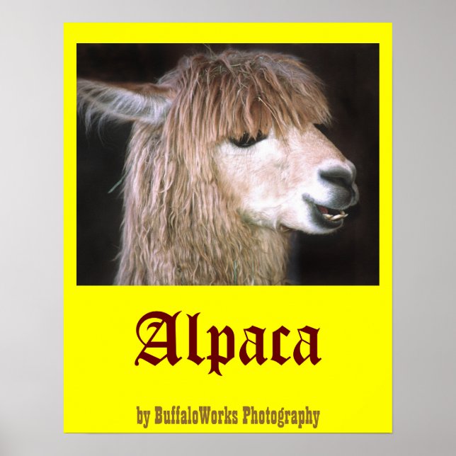 Affiches Ringo l'affiche d'Alpaca (Devant)