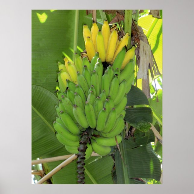 Affiches Ripening Bananes (Devant)