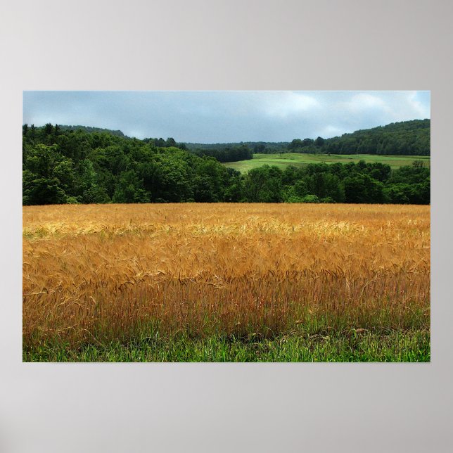 Affiches Ripening Blé (Devant)