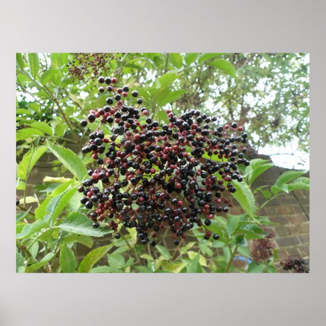 Affiches Ripening Elderberries Imprimer (Devant)