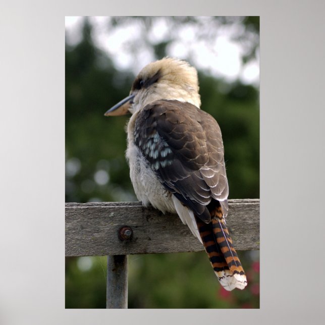 Affiches Rire Kookaburra (Devant)