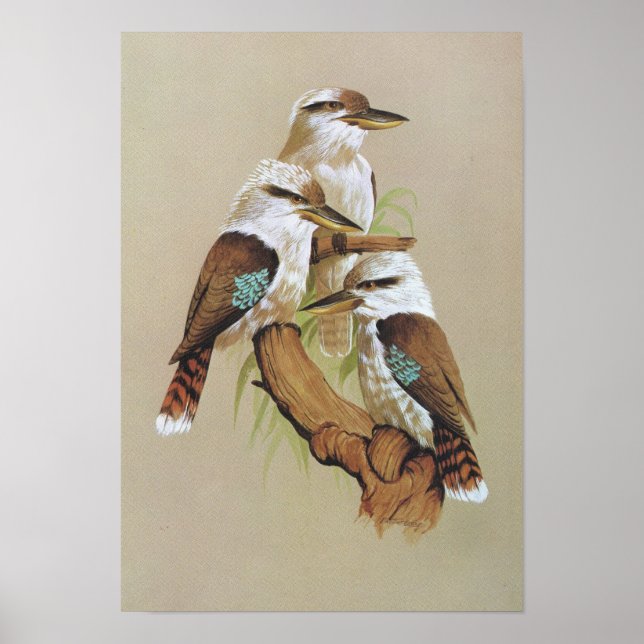 Affiches Rire Kookaburra - Dacelo gigas (Devant)
