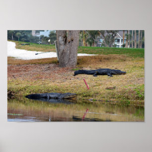 Affiches Risque d'alligator sur le terrain de golf
