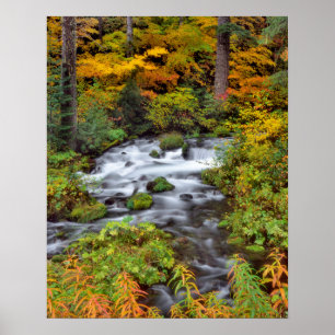 Affiches Rivière à travers la forêt, Automne, Oregon