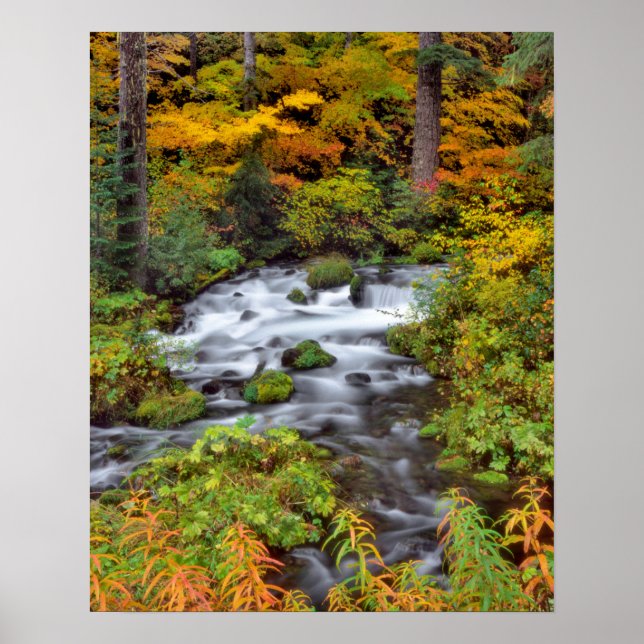 Affiches Rivière à travers la forêt, Automne, Oregon (Devant)