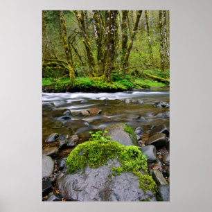 Affiches Rivière dans une forêt verte, Oregon