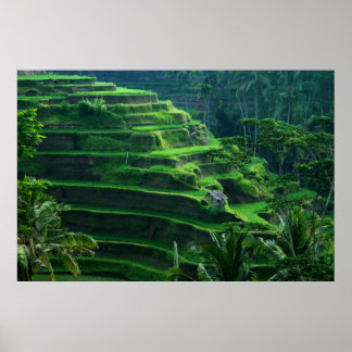 Affiches Riz Fields Bali Indonésie