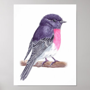 Affiches Robin