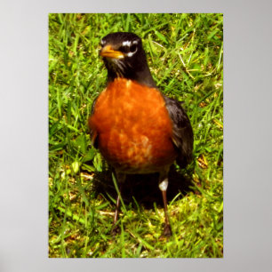 Affiches Robin de ressort