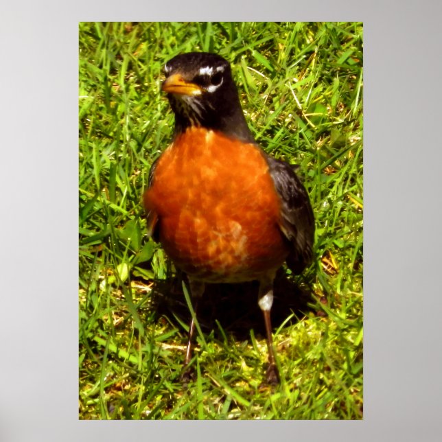Affiches Robin de ressort (Devant)