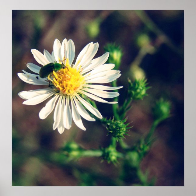 Affiches robuste (Devant)