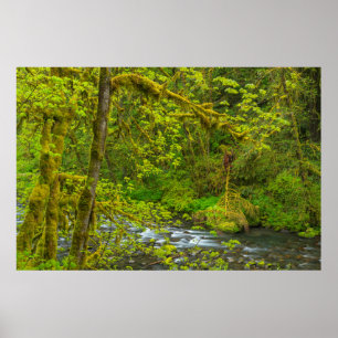 Affiches Rochers Et Arbres De Mossy Bordent Le Crique D'Eag