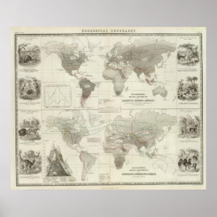 Affiches Rodentia, Ruminantia