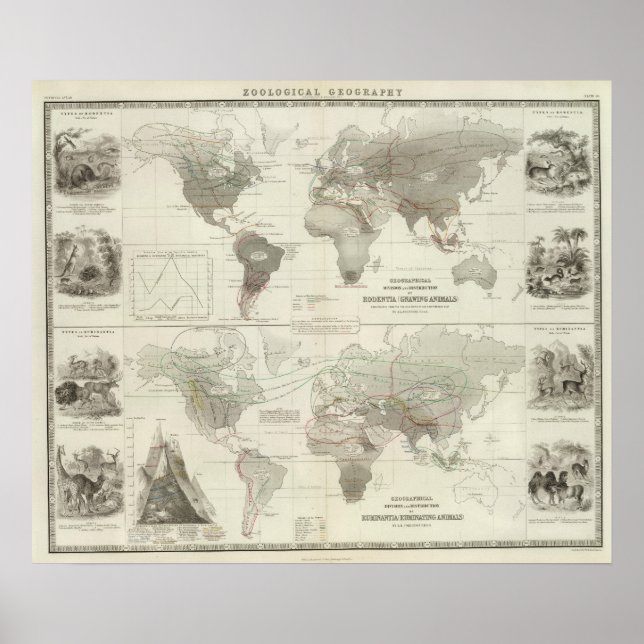 Affiches Rodentia, Ruminantia (Devant)