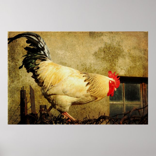 Affiches Rooster vintage (Devant)