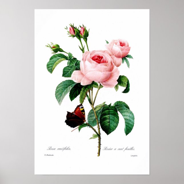 Affiches Rosa (Devant)