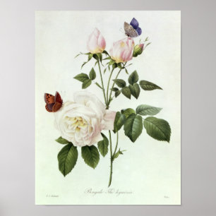 Affiches Rosa : Bengale le Hymenes