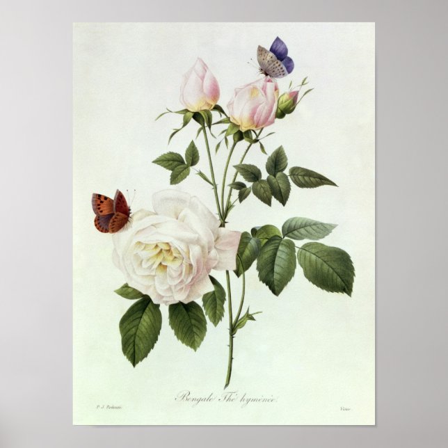Affiches Rosa : Bengale les hymenes (Devant)