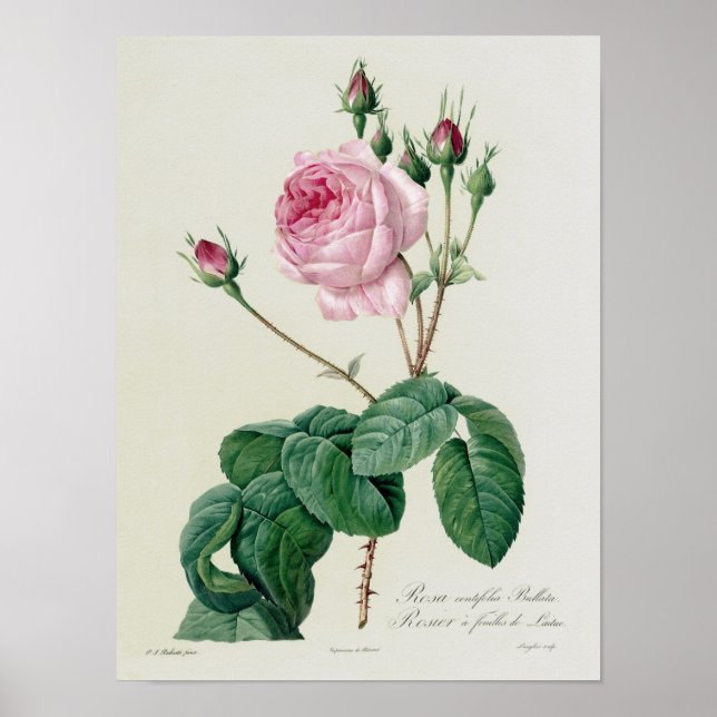 Affiches Rosa Centifolia Bullata (Devant)
