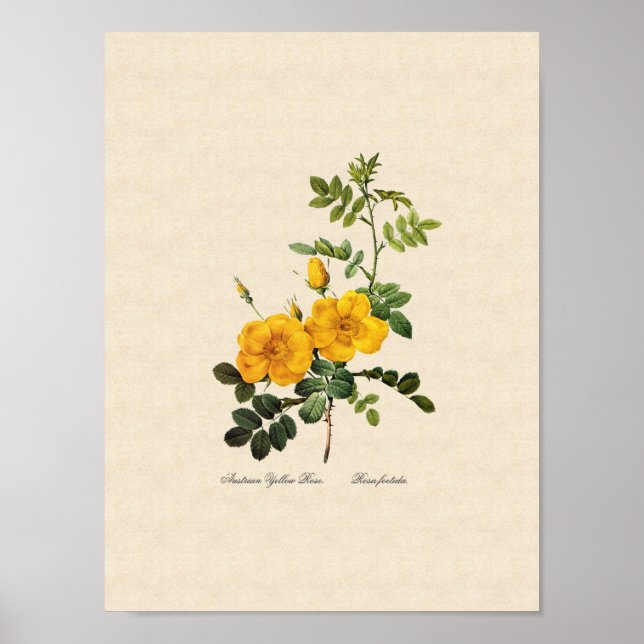 Affiches Rosa foetida (Devant)