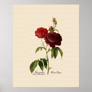 Affiches Rosa gallica purpuro-violacée magna